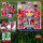 CASE Topps Red Bull Salzburg Sticker Set Soccer 